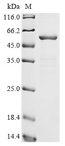 Greater than 85% as determined by SDS-PAGE.Recombinant Human Otoferlin (OTOF) Protein (His)