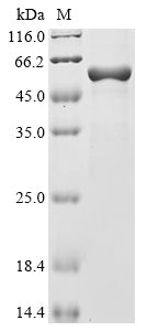 Greater than 85% as determined by SDS-PAGE.Recombinant Mouse Otoferlin (OTOF) Protein (His&Myc)