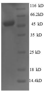 Greater than 90% as determined by SDS-PAGE.