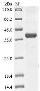 Greater than 85% as determined by SDS-PAGE.