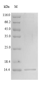 Greater than 85% as determined by SDS-PAGE.Recombinant Human Oxytocin-Neurophysin 1 (OXT) Protein (His&Myc)