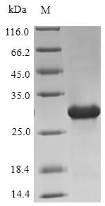 Greater than 90% as determined by SDS-PAGE.Recombinant Human Oxytocin-Neurophysin 1 (OXT) Protein (His-SUMO&Myc)