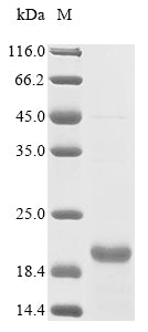 Greater than 85% as determined by SDS-PAGE.