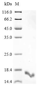 Greater than 90% as determined by SDS-PAGE.Recombinant Human P2Y Purinoceptor 1 (P2RY1) Protein (His)