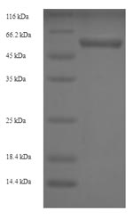Greater than 90% as determined by SDS-PAGE.