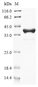 Greater than 90% as determined by SDS-PAGE.