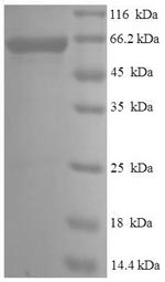 Greater than 90% as determined by SDS-PAGE.