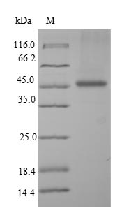 Greater than 90% as determined by SDS-PAGE.