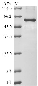 Greater than 85% as determined by SDS-PAGE.