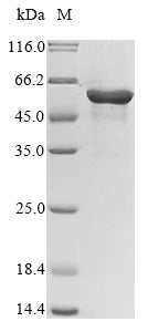 Greater than 90% as determined by SDS-PAGE.