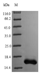 Greater than 90% as determined by SDS-PAGE.