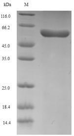 Greater than 90% as determined by SDS-PAGE.