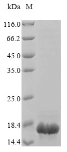 Greater than 85% as determined by SDS-PAGE.