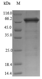 Greater than 90% as determined by SDS-PAGE.