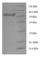 Greater than 90% as determined by SDS-PAGE.