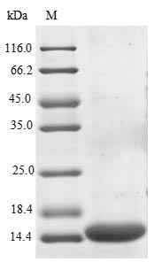 Greater than 85% as determined by SDS-PAGE.Recombinant Human Programmed Cell Death 1 Ligand 2 (PDCD1LG2) Protein (His)