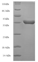 Greater than 90% as determined by SDS-PAGE.Recombinant E.Coli Peptide Deformylase (DEF) Protein (His-SUMO)