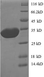 Greater than 90% as determined by SDS-PAGE.Recombinant E.Coli O157:H7 Peptide Deformylase (DEF) Protein (His-SUMO)