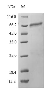 Greater than 90% as determined by SDS-PAGE.Recombinant Mouse Protein Disulfide-Isomerase A2 (PDIA2) Protein (His-SUMO)