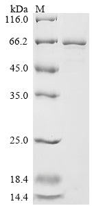 Greater than 85% as determined by SDS-PAGE.Recombinant Mouse Protein Disulfide-Isomerase A2 (PDIA2) Protein (His)