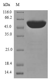 Greater than 85% as determined by SDS-PAGE.
