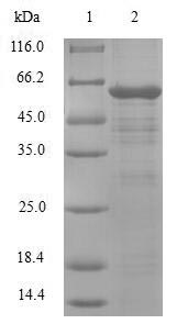 Greater than 90% as determined by SDS-PAGE.
