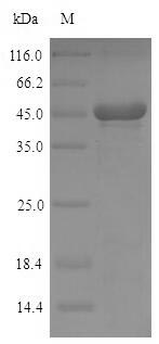 Greater than 90% as determined by SDS-PAGE.Recombinant Mouse Pyridoxal Phosphate Phosphatase (PDXP) Protein (His-SUMO)