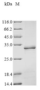 Greater than 85% as determined by SDS-PAGE.Recombinant Human Peroxisomal Biogenesis Factor 3 (PEX3) Protein (His&Myc)