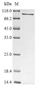 Greater than 85% as determined by SDS-PAGE.Recombinant Mouse Peroxisomal Targeting Signal 1 Receptor (PEX5) Protein (His&Myc)