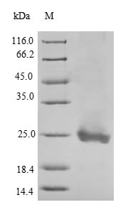 Greater than 90% as determined by SDS-PAGE.