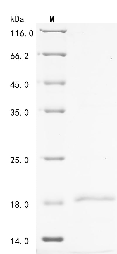 Greater than 90% as determined by SDS-PAGE.