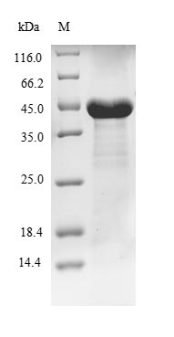 Greater than 85% as determined by SDS-PAGE.Recombinant Human Phosphoribosylformylglycinamidine Synthase (PFAS) Protein (His-SUMO&Myc)