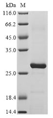 Greater than 85% as determined by SDS-PAGE.Recombinant Bovine Peptidoglycan Recognition Protein 1 (PGLYRP1) Protein (His&Myc)