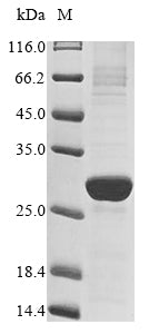 Greater than 85% as determined by SDS-PAGE.