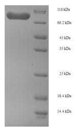 Greater than 90% as determined by SDS-PAGE.