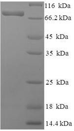 Greater than 90% as determined by SDS-PAGE.