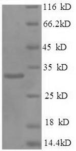 Greater than 90% as determined by SDS-PAGE.