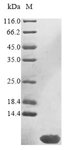 Greater than 85% as determined by SDS-PAGE.Recombinant Mouse Prohibitin (PHB) Protein (His)