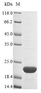 Greater than 85% as determined by SDS-PAGE.Recombinant Mouse Prohibitin (PHB) Protein (His)