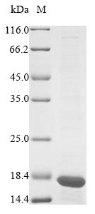 Greater than 85% as determined by SDS-PAGE.Recombinant Mouse Prohibitin (PHB) Protein (His)