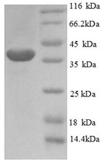 Greater than 90% as determined by SDS-PAGE.