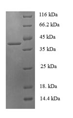 Greater than 90% as determined by SDS-PAGE.