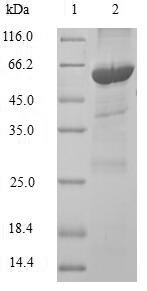 Greater than 90% as determined by SDS-PAGE.
