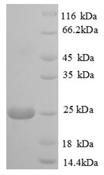 Greater than 90% as determined by SDS-PAGE.
