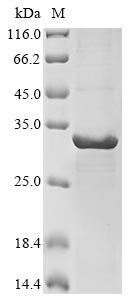 Greater than 85% as determined by SDS-PAGE.Recombinant Human Phosphatidylinositol 4,5-Bisphosphate 3-Kinase Catalytic Subunit Gamma Isoform (PIK3CG) Protein (His&Myc)