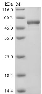 Greater than 90% as determined by SDS-PAGE.
