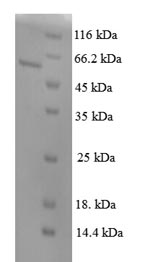 Greater than 90% as determined by SDS-PAGE.