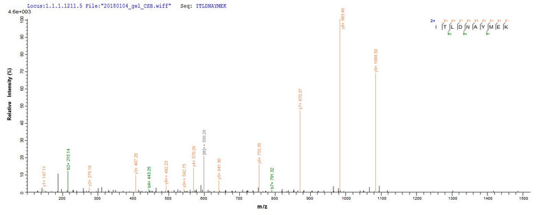 Based on the SEQUEST from database of E.coli host and target protein, the LC-MS/MS Analysis result of this product could indicate that this peptide derived from E.coli-expressed Mus musculus (Mouse) Pkm.Recombinant Mouse Pyruvate Kinase Pkm (PKM) Protein (His&Myc)