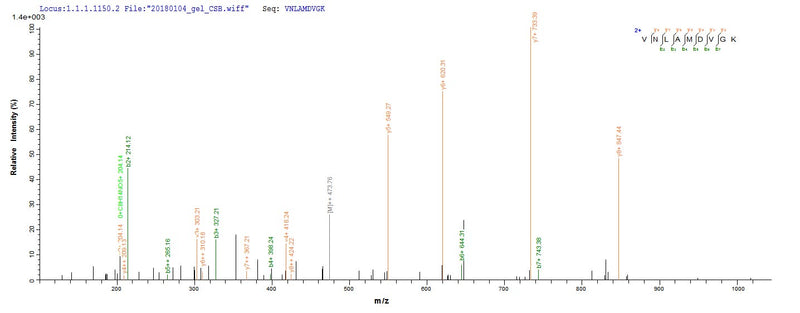 Based on the SEQUEST from database of E.coli host and target protein, the LC-MS/MS Analysis result of this product could indicate that this peptide derived from E.coli-expressed Mus musculus (Mouse) Pkm.Recombinant Mouse Pyruvate Kinase Pkm (PKM) Protein (His&Myc)