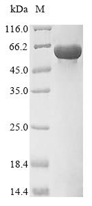 Greater than 85% as determined by SDS-PAGE.Recombinant Mouse Pyruvate Kinase Pkm (PKM) Protein (His&Myc)